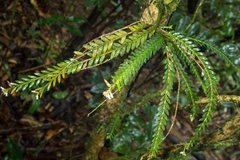 Podochilus lucescens