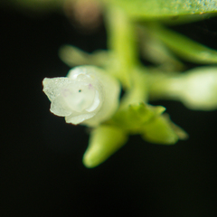 Podochilus lucescens