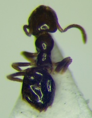 Plagiolepis pallescens