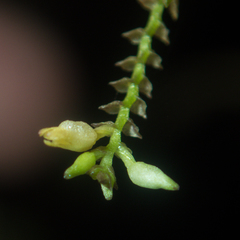 Podochilus lucescens
