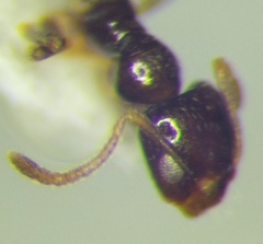 Plagiolepis pallescens