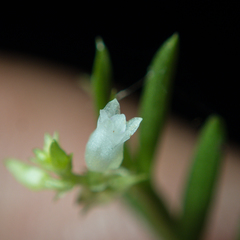 Podochilus lucescens
