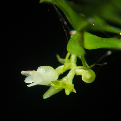 Podochilus lucescens