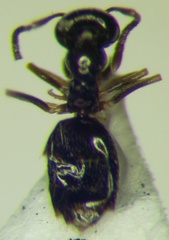 Plagiolepis pallescens