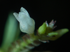 Podochilus lucescens