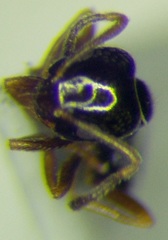 Plagiolepis pallescens