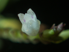 Podochilus lucescens