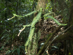 Podochilus lucescens