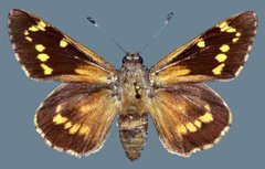 Agathymus alliae paiute