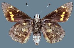 Agathymus alliae paiute