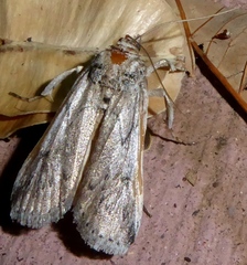 Melitara dentata