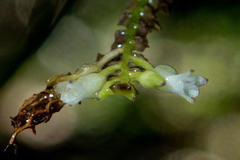 Podochilus lucescens