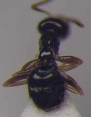 Plagiolepis pallescens