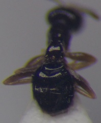 Plagiolepis pallescens