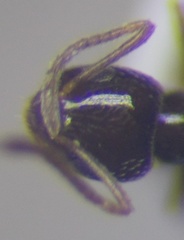 Plagiolepis pallescens