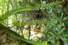 Podochilus lucescens