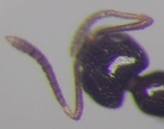 Plagiolepis pallescens
