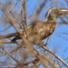 Southern Grey Hornbill - Photo (c) David Renoult, some rights reserved (CC BY-NC), uploaded by David Renoult