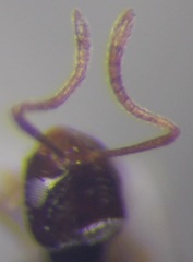 Plagiolepis pallescens