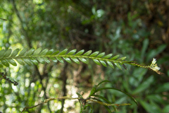 Podochilus lucescens