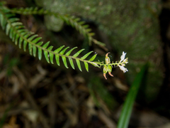 Podochilus lucescens