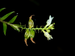 Podochilus lucescens