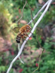 Megachile ferruginea