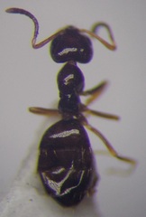 Plagiolepis pallescens