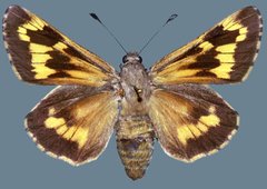 Agathymus alliae paiute