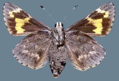 Agathymus alliae paiute