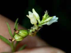 Podochilus lucescens
