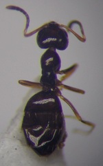 Plagiolepis pallescens