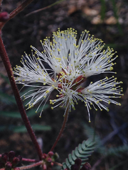 Calliandra humilis