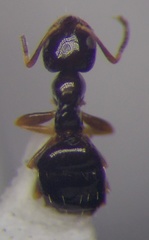 Plagiolepis pallescens