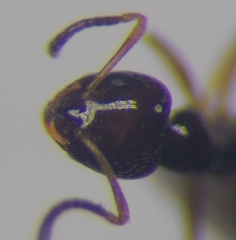 Plagiolepis pallescens