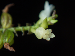 Podochilus lucescens
