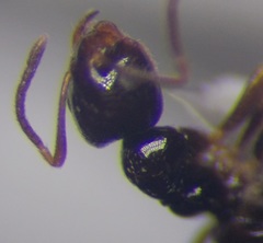 Plagiolepis pallescens