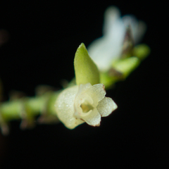 Podochilus lucescens