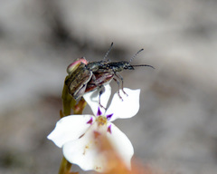Diaphanops westermanni