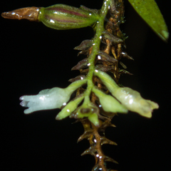 Podochilus lucescens