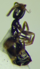 Plagiolepis pallescens