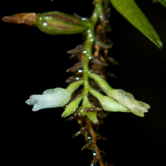 Podochilus lucescens