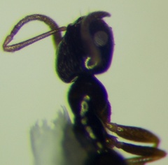 Plagiolepis pallescens