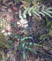 Calliandra humilis