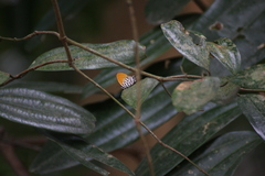 Drupadia ravindra moorei