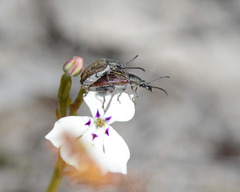 Diaphanops westermanni