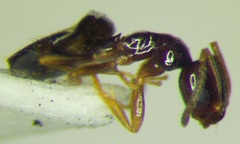Plagiolepis pallescens