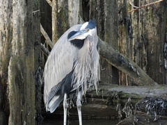 Ardea herodias