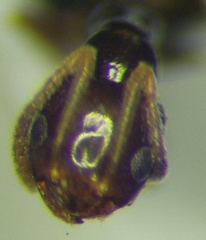 Plagiolepis pallescens