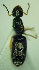 Plagiolepis pallescens